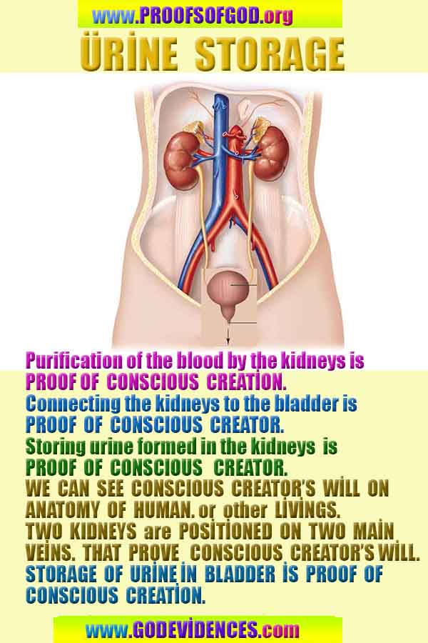 how to find god, what are proofs of god? god exists here proofs
